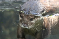 /album/galeria-de-fotos/lontra7-png/