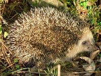 /album/galeria-de-fotos/dsc07573b-jpg/