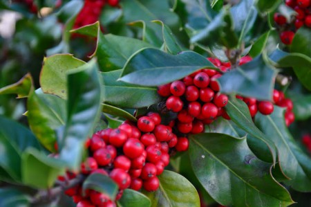 Azevinho (Ilex aquifolium). Esta espécie, em perigo de extinção, encontra-se protegida por legislação.