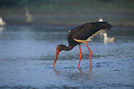 Cegonha-preta (Ciconia nigra), espécie em vias de extinção.